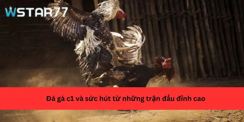 Đá gà c1 và sức hút từ những trận đấu đỉnh cao