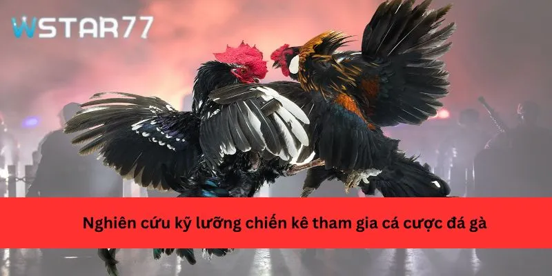 Nghiên cứu kỹ lưỡng chiến kê tham gia cá cược đá gà