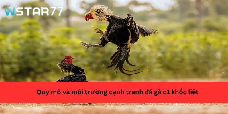 Quy mô và môi trường cạnh tranh đá gà c1 khốc liệt