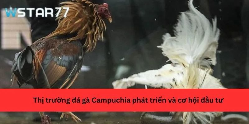 Thị trường đá gà Campuchia phát triển và cơ hội đầu tư