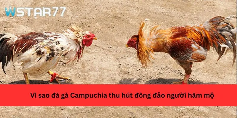 Vì sao đá gà Campuchia thu hút đông đảo người hâm mộ